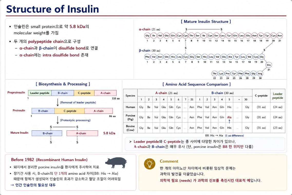 Structure of Insulin