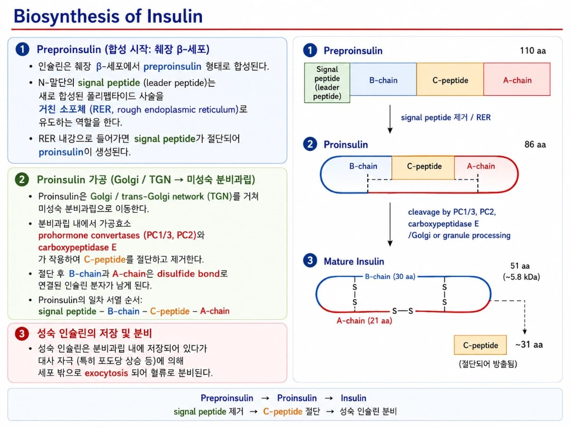Biosynthesis of Insulin