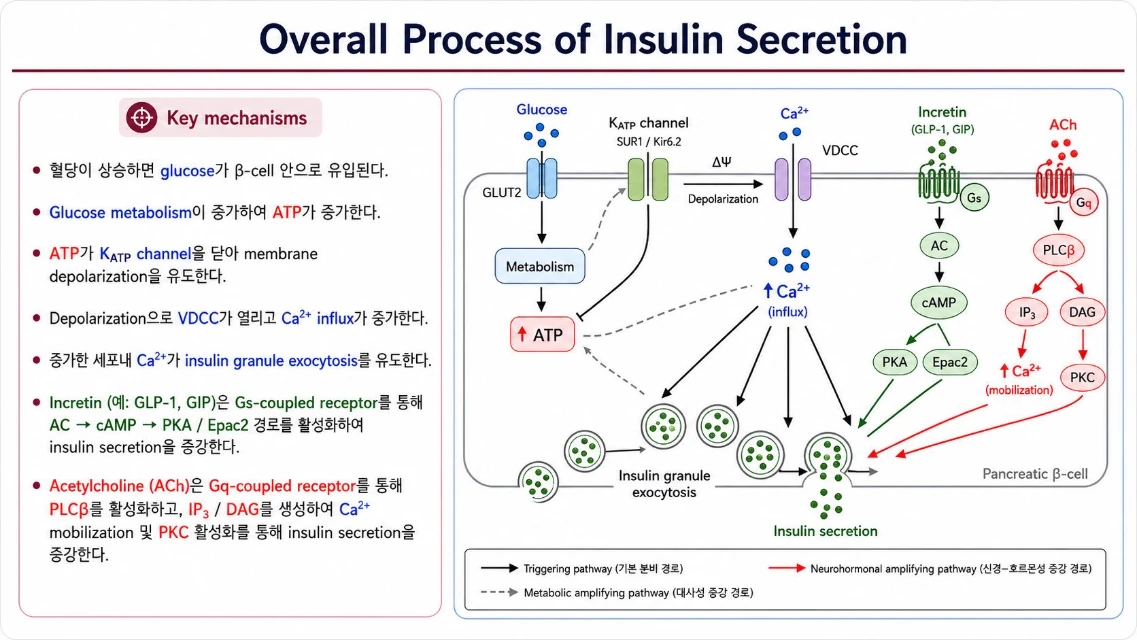 Overall Process of Insulin Secretion