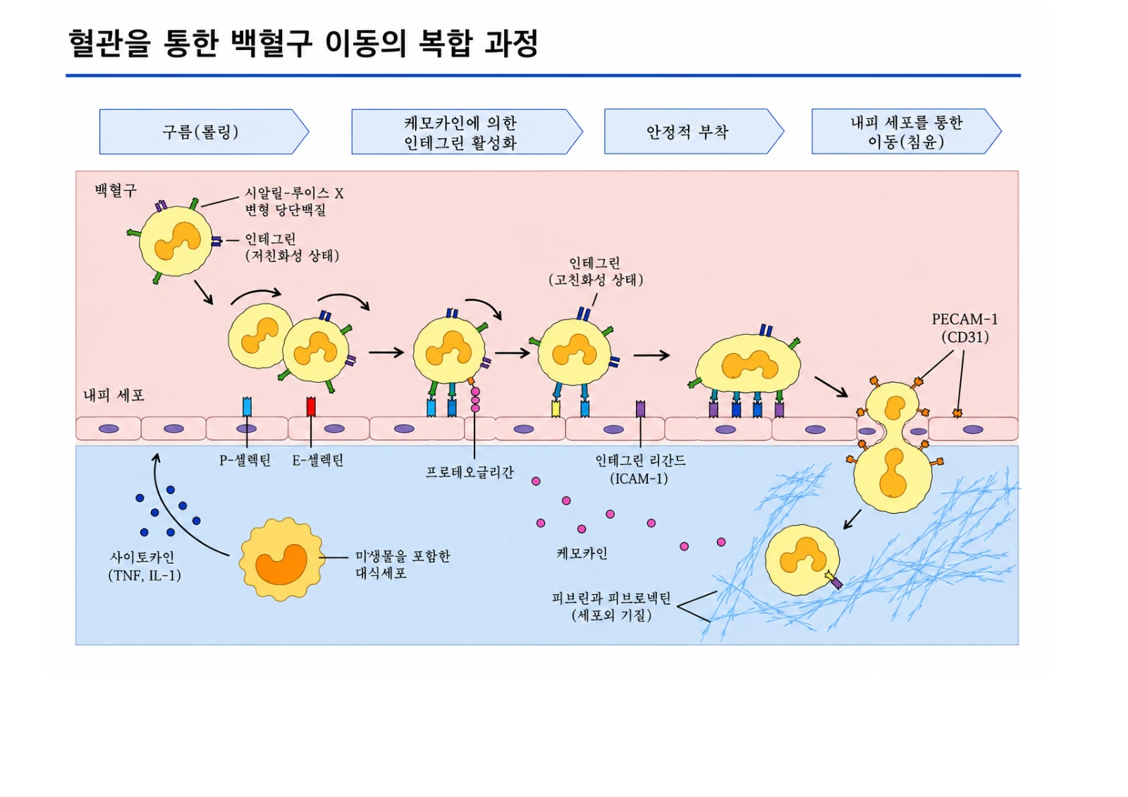 혈관을 통한 백혈구 이동의 복합 과정